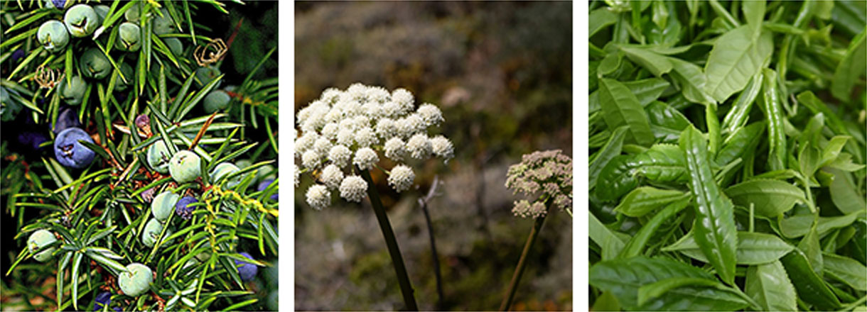セイヨウネズ果実エキス、トウキ根エキス、チャ葉エキス イメージ図
