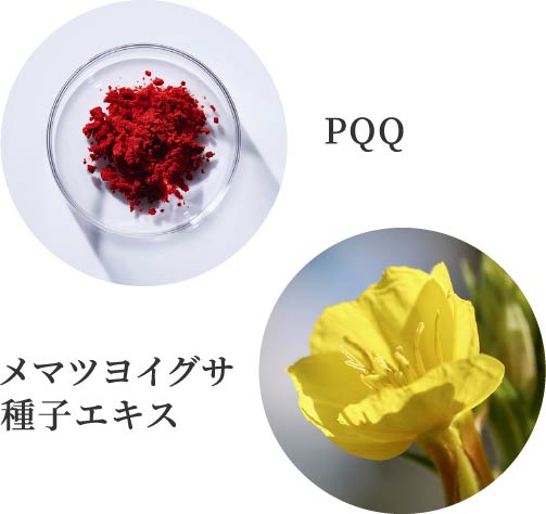PQQ / メマツヨイグサ種子エキス